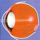 "ذو أعضاء آلية العين يسمح الأعمى لرؤية