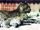 Hayvanat bahçesi Chemnitz leopar temiz parçaladı