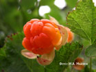 Forestry gold cloudberry, or secret berries contrast