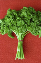 Parsley: gold in the garden of
