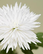 Chrysanthemum - a symbol of the Sun