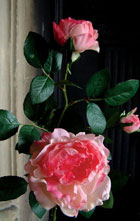 How to treat domestic roses