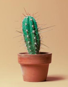 Quelques mots sur les cactus