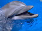Effect dolphin