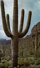Cereus - Desert Giant