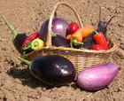 Eggplant Greek