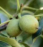 Nectar of the green walnuts