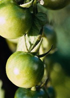 Nectar of green tomatoes