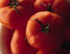 עגבניות של עצלן