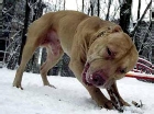 In Moscow, a fighter dog tore the child to death