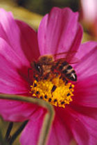 Бджолині дарунки